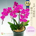 花保ち&美しさに圧巻の国産ギフト胡蝶蘭 お好みで選べる!『はなやかミディ胡蝶蘭 3本陶器鉢仕立て』上品で美しい4品種から選べて送料無料お祝い、お礼、お供えにも最適 陶器鉢仕立て