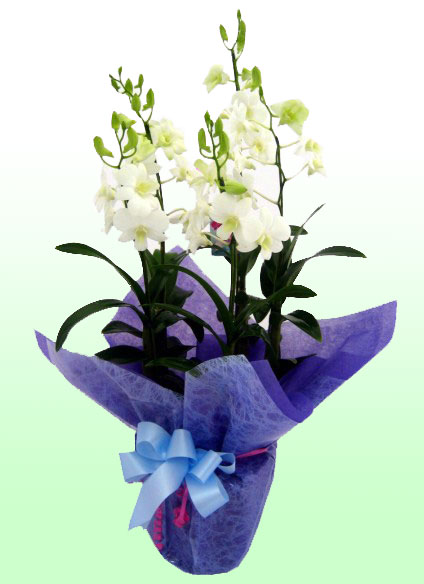 【ラン】デンファレ　 スイートラブ5本仕立てお供え花、供花に最適です。