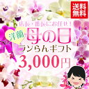 OS『母の日　ランらんギフト☆』 おまかせ 3000母の日ギフト・どれを選んだらいいか迷っている方、おまかせください！全国送料無料でお届けします！諦めないで！母の日の花ギフトのお悩み無用！高嶺の花洋ランを全国送料無料お届け！おまかせ頂けるとランを格安でお届け致します♪母の日プレゼントに最適です！