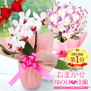 母の日花ギフト 迷ったらおまかせ!『母の日洋ランギフト★』3500円楽天市場ランキング連続受賞母の日プレゼントに洋蘭のプロが厳選したお買い得ギフト!