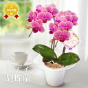 選べる花色『ミディ(ミニ)胡蝶蘭 2本立...