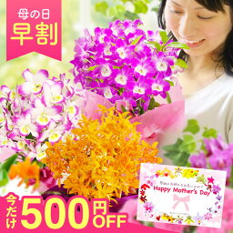 【ポイント5倍＆早割<strong>500円</strong>OFF】 母の日限定ギフト『デンドロビューム「母想い」』花言葉は「思いやり」の<strong>プレゼント</strong> 楽天ショップ・オブ・ザ・イヤー受賞店 総合ランキング1位受賞 今年は黄金蘭を追加 森水木のラン屋さんから送料無料お届け 安心の説明書付き《母》【贈】