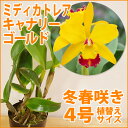 洋ランの苗『ミニカトレア タイニートレジャー【花咲く苗セット】』洋ラン栽培セット(素焼き鉢 お花の説明書 肥料 受皿 保証書付き) 洋ランの育て方の説明書付き 洋蘭苗栽培キット植え替え