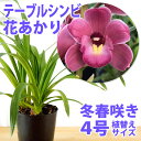 洋ランの苗『ブラッサボラ セイントアンドレ【花咲く苗セット】』魅惑の香りの蘭ブラサボラの大輪育種洋ラン栽培セット(素焼き鉢 お花の説明書 肥料 受皿 保証書付き)
