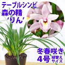 『流木付け着生セット (着生用流木(塩抜き済み)大2本または中3本/固定紐/吊り下げワイヤー/水苔)』一年中洋蘭や多肉植物をおしゃれに!自然な風合いがたまらない 流木付け栽培すぐ出来る 吊るし栽培に ※NO寒