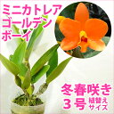 洋ランの苗『今なら花芽付き--テーブルシンビ なかよし 4寸【花咲く苗セット】』洋ラン栽培セット(素焼き鉢 お花の説明書 肥料 受皿 保証書付き) 洋ランの育て方の説明書付き 洋蘭苗栽培キット植え替えシンビジウムの育て方 シンビジューム 育て方
