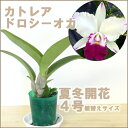 「ミディカトレア ドロシーオカ ヒノモト」 ジャパンフラワー賞受賞品種【栽培セット】洋ラン花咲く苗セット【ランの育て方付】