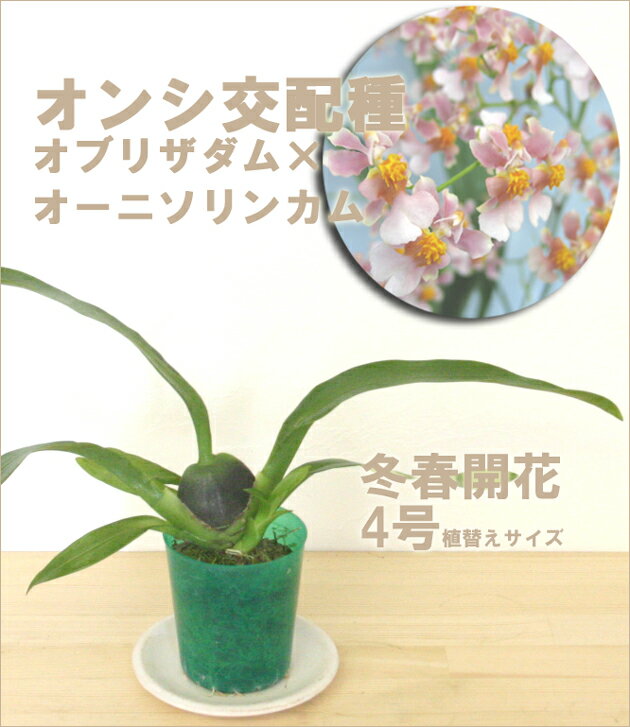 「オーニソリンカム×オブリザダム」【栽培セット】洋ラン花咲く苗セット【香り】