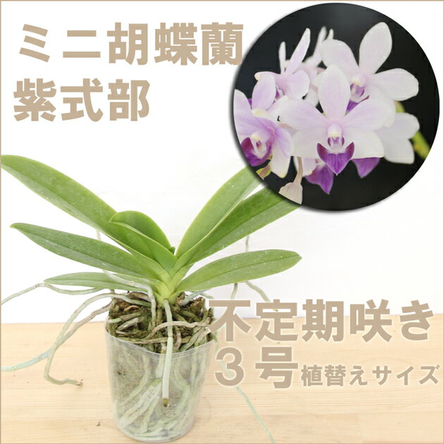 今なら花付き「青い胡蝶蘭　紫式部」【栽培セット】洋ラン花咲く苗セット