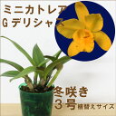 「ミニカトレア ゴールデンデリシャス」 【栽培セット】洋ラン花咲く苗セットランの育て方説明書付き栽培セット
