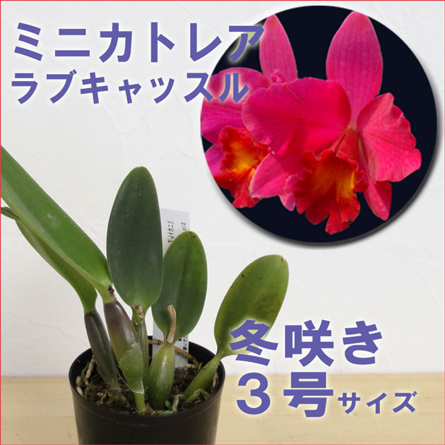 今なら蕾付き「超人気ミニカトレア　ラブキャッスル」 【栽培セット】洋ラン花咲く苗セット日本で育種されたミニカトレアのプレミアム品種です