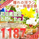 自宅で育てるプロ仕様の7点セットでお届け！品質保証で安心◎ 自分のご褒美、お友達にも♪送料無料、あす楽、メッセージ対応可（洋ラン開花株、水苔、肥料、受け皿、育て方書、素焼き鉢、品種ラベル付き）信じられない送料無料で新しいご趣味を応援します！新鮮な花芽付きの洋ランをあす楽で全国へお届け！ココだけの全部揃った栽培セット、安心の品質保証付き！！