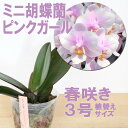 【水木Sunday 3月31日限定販売】花咲く苗セット「ミニ胡蝶蘭 ピンクガール」数量限定&ポイント10倍通常価格1500円→980円この機会にランに親しんでください企画の苗版