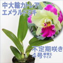 カトレア中大輪品種 「エメラルド ミキ」大株【栽培セット】洋ラン花咲く苗セット【ランの育て方付】