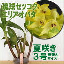 「日本野生種 琉球セッコク エリアオバタ」 洋ラン花咲く苗セット新ジャンル洋蘭の育て方所付き 沖縄にかつて自生していた今や幻の蘭