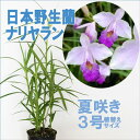 「日本野生種 ナリヤラン Arundina」 洋ラン花咲く苗セット新ジャンル 直射日光で育つラン14時間で完売した為緊急再販決定洋蘭の育て方所付き 西表島で群生するカトレアのような花姿が特徴の美しいラン