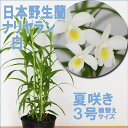 「日本野生種 白花ナリヤラン Arundina希少種」 洋ラン花咲く苗セット新ジャンル 直射日光で育つラン洋蘭の育て方所付き 西表島で群生するカトレアのような花姿が特徴の美しいラン