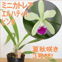 「ミニカトレア エルハティオ ピンタ」 洋ラン花咲く苗セット 育て方書付き日本のラン展受賞の名花をご家庭で咲かせましょう