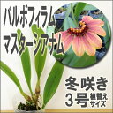 ふわふわ揺れ咲く不思議な原種蘭「バルボフィラム マスターシアナム」洋ラン花咲く苗セット新ジャンル洋蘭の育て方付き