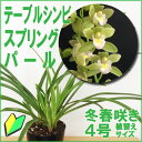 洋ランの苗『シンビジューム(テーブルシンビ)スターダスト 4寸【花咲く苗セット】』洋ラン栽培セット(素焼き鉢 お花の説明書 肥料 受皿 保証書付き) 洋ランの育て方の説明書付き 洋蘭苗栽培キット植え替えシンビジウムの育て方