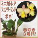 洋ランの苗『今ならつぼみ、または花付き--デンファレ 花すみれ 【花咲く苗セット】』ジャパンフラワーセレクションダブル受賞洋ラン栽培セット(素焼き鉢 お花の説明書 肥料 受皿 保証書付き) デンファレの育て方