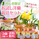 【森水木謹製】『初心者限定◎お試し洋ラン栽培セット』イイハナ1187セット・花咲く苗【栽培セット】自宅で育てる7点に今なら花芽付き元気株!品質保証(開花株、水苔、肥料、受皿、育て方、素焼き鉢、ラベル付)まとめ購入で受注後送料無料に変更