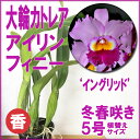 この名花なしに大輪カトレアは語れません! 『大輪カトレア アイリン フィニー ‘イングリッド’【 育てる栽培セット】』洋ラン花咲く苗セット育て方の説明書付き洋ラン苗
