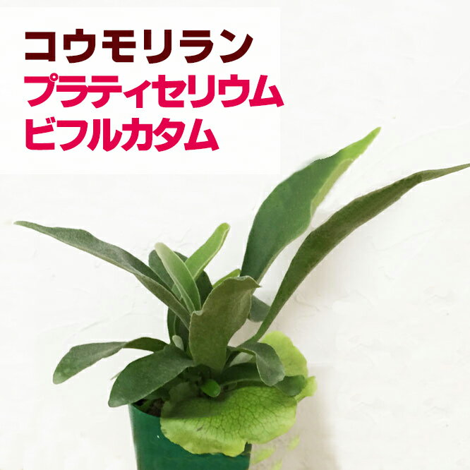 「ラン」ではありません。「おもしろ植物」です！ 『コウモリラン プラティセリウム ビフルカ…...:morimizuki:10001284