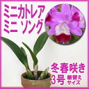 ようやく再販!人気のスリーリップ☆発色も◎『今なら花芽付き--ミニカトレア ミニ ソング【洋ラン花咲く苗 育てる栽培セット】』素焼き鉢栽培良株 洋ラン花咲く苗セット洋ラン苗