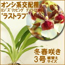 洋ランの苗『今ならつぼみ、または花付き--シンビジューム(テーブルシンビ)なごり雪 4寸【花咲く苗セット】』洋ラン栽培セット(素焼き鉢 お花の説明書 肥料 受皿 保証書付き) 洋ランの育て方の説明書付き 洋蘭苗栽培キット植え替えシンビジウムの育て方