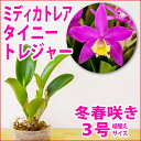 香る洋ランの苗『リカステ アングロカステ 'レッドジュエル'【花咲く苗セット】』 洋ラン栽培セット(素焼き鉢 お花の説明書 肥料 受皿 保証書付き) 洋ランの育て方の説明書付き 洋蘭苗栽培キット植え替え
