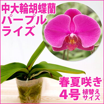 【限定7株】葉割れのためアウトレット価格!2500円→2000円『今ならつぼみ、または花付き--大輪胡蝶蘭 パープルライズ【花咲く苗セット】』育て方の説明書付き 洋蘭苗栽培キット