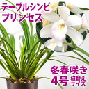 洋ランの苗『今ならつぼみ、または花付き--ミディカトレア キャナリーゴールド【花咲く苗セット】』洋ラン栽培セット(素焼き鉢 お花の説明書 肥料 受皿 保証書付き) 洋ランの育て方の説明書付き 洋蘭苗栽培キット植え替え