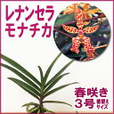 洋ランの苗『ミニカトレア フェアリーランド ポポ【花咲く苗セット】』洋ラン栽培セット(素焼き鉢 お花の説明書 肥料 受皿 保証書付き) 洋ランの育て方の説明書付き 洋蘭苗栽培キット植え替えカトレアの育て方 カトレア 育て方