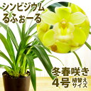 洋ランの苗『今ならつぼみ、または花付き--レナンセラ原種 モナチカ 【花咲く苗セット】』洋ラン栽培セット(素焼き鉢 お花の説明書 肥料 受皿 保証書付き) 洋ランの育て方の説明書付き 洋蘭苗栽培キット植え替え