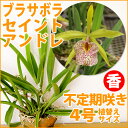 洋ランの苗『今ならつぼみ、または花付き--シンビジューム(テーブルシンビ)るふぉーる 4寸【花咲く苗セット】』洋ラン栽培セット(素焼き鉢 お花の説明書 肥料 受皿 保証書付き) 洋ランの育て方の説明書付き 洋蘭苗栽培キット植え替えシンビジウムの育て方
