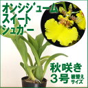 洋ランの苗『エピカトレア バレンタイン【花咲く苗セット】』洋ラン栽培セット(素焼き鉢 お花の説明書 肥料 受皿 保証書付き) 洋ランの育て方の説明書付き 洋蘭苗栽培キット植え替えカトレアの育て方 カトレア 育て方