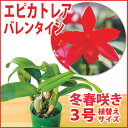 洋ランの苗『オンシ系交配種 'ラストラフ'【花咲く苗セット】』洋ラン栽培セット(素焼き鉢 お花の説明書 肥料 受皿 保証書付き) 洋ランの育て方の説明書付き 洋蘭苗栽培キット植え替えオンシジウムの育て方 オンシジューム