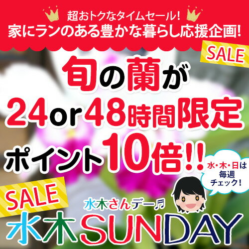 【ポイント10倍！タイムセール！水木Sunday　5月28日限定】『華やか・洋ラン寄植え　…...:morimizuki:10000393