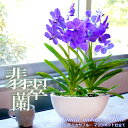 国内では非常に希少な洋ラン『翡翠蘭-バンダ 豪華2本マリンポ...
