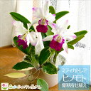 【少量販売】『紅白ミディカトレア ヒノモト豪華寄せ