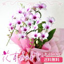 「NHKあさイチ」で紹介!『JFSダブル受賞 洋蘭