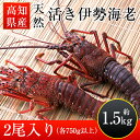 高知県産 天然活き伊勢海老【特大】約1.5kg 2尾入り (1尾各750g以上）伊勢エビ いせえび イセエビ