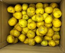 訳あり柚子10Kg【予約受付開始!】11月中旬~12月中旬出荷 高知県の柚子。栽培中農薬不使用。表面に傷やでこぼこがあり、色つきや大きさが揃っていないため訳あり価格でご提供いたします。