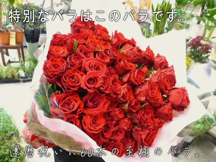 【送料無料】至極の赤いバラ（薔薇）60本の花束。特別な赤バラを揃えた、至極の花束。上質なバラを贅沢に束ねています。特別なプレゼントや、プロポーズなどにお贈りくださいませ。