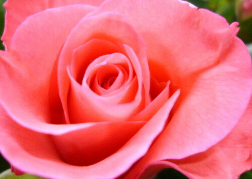 【送料無料】ピンクのバラ100本の花束☆飛び出してくるように見える程の豪華さ！！国産の薔薇の中でもその季節ごとに品質の良い産地を特選し、選び抜いたピンクバラをセンスよく束ねました。