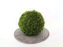 苔玉 モスボール 苔 こけ コケ 盆栽 苔インテリア 【苔まり(小):シノブゴケ】