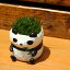 Moss head(モスヘッド)パンダ 苔盆栽 苔インテリア 盆景 苔 こけ コケ