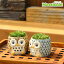 Moss head(モスヘッド)ふくろうセット 苔盆栽 苔インテリア 盆景 苔 こけ コケ