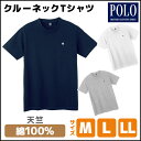 POLO ポロ クルーネックTシャツ 綿100% グンゼ G...
